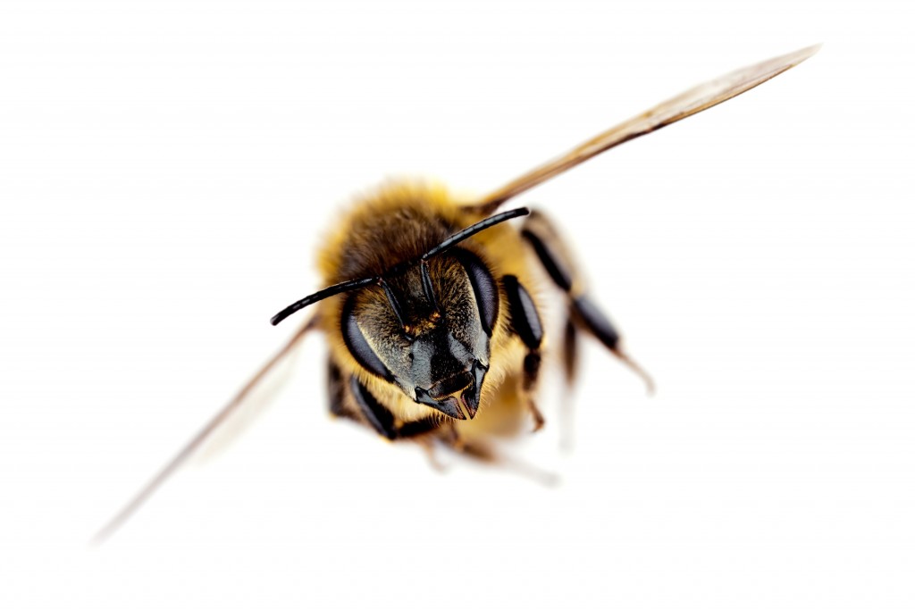 Apiculture New Zealand