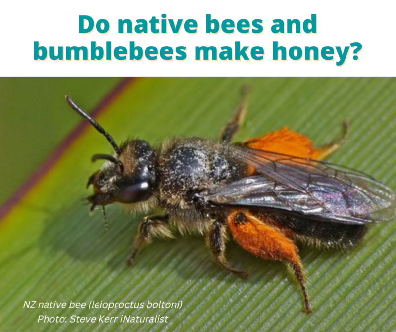Bee questions answered – Apiculture New Zealand