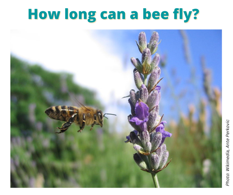 Bee questions answered – Apiculture New Zealand
