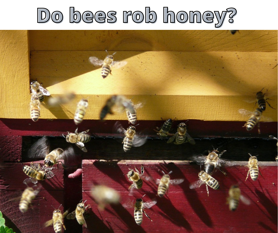Bee questions answered – Apiculture New Zealand