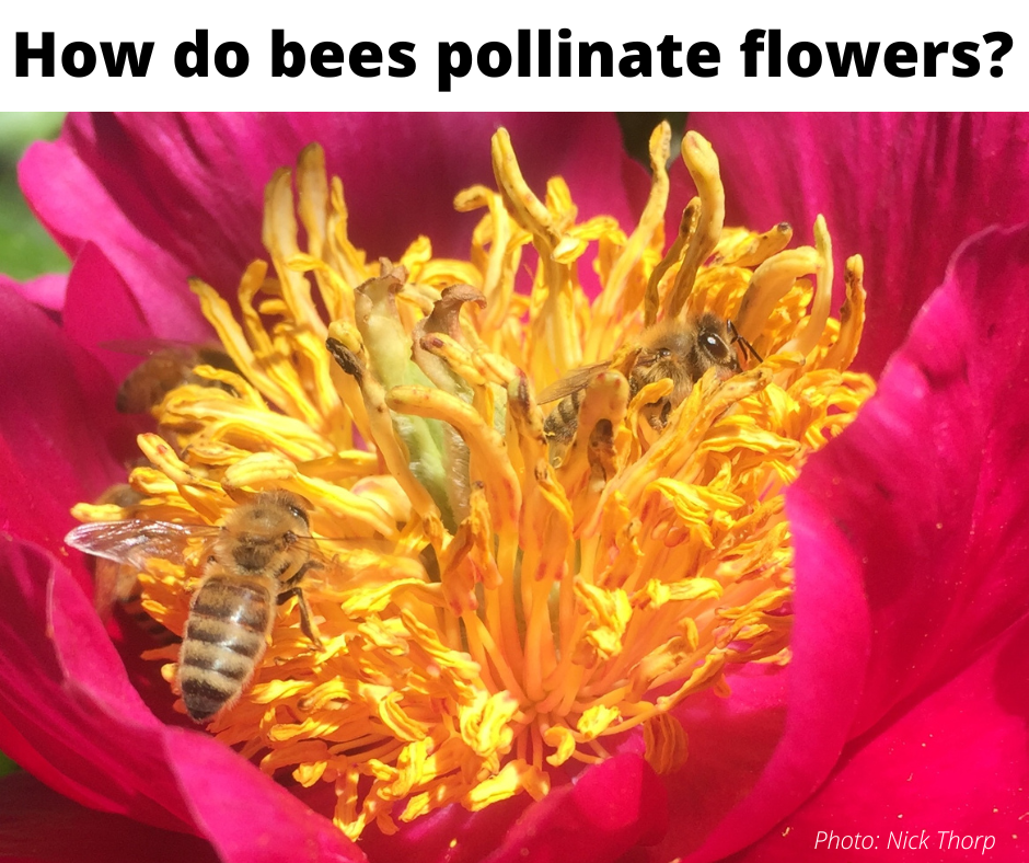 Bee questions answered – Apiculture New Zealand