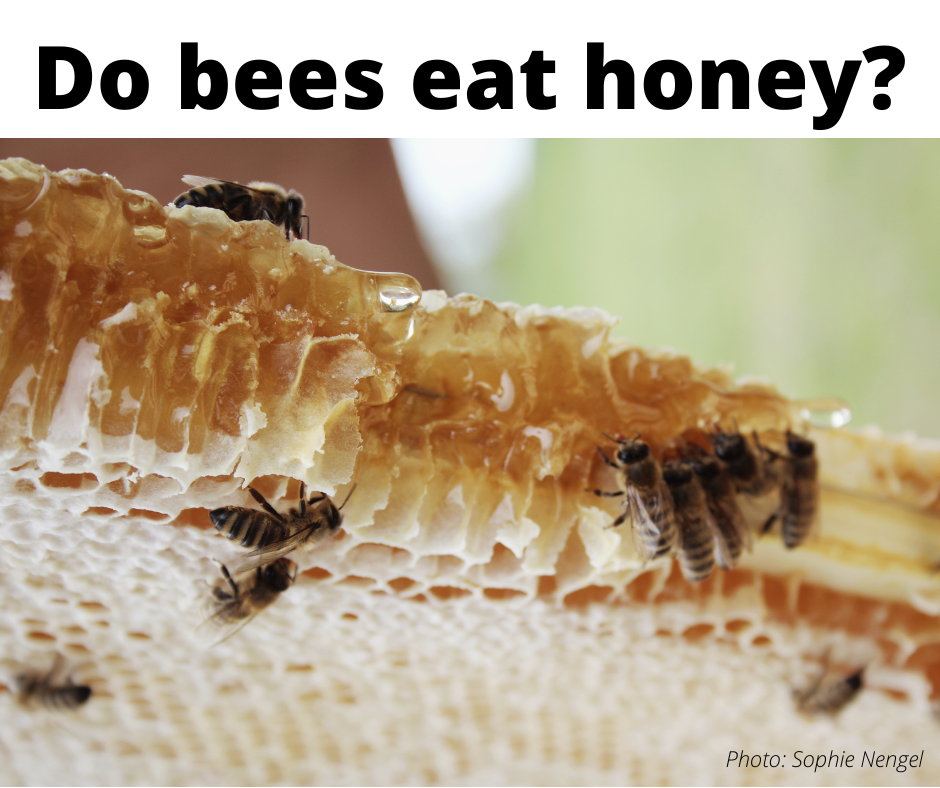 Bee questions answered – Apiculture New Zealand