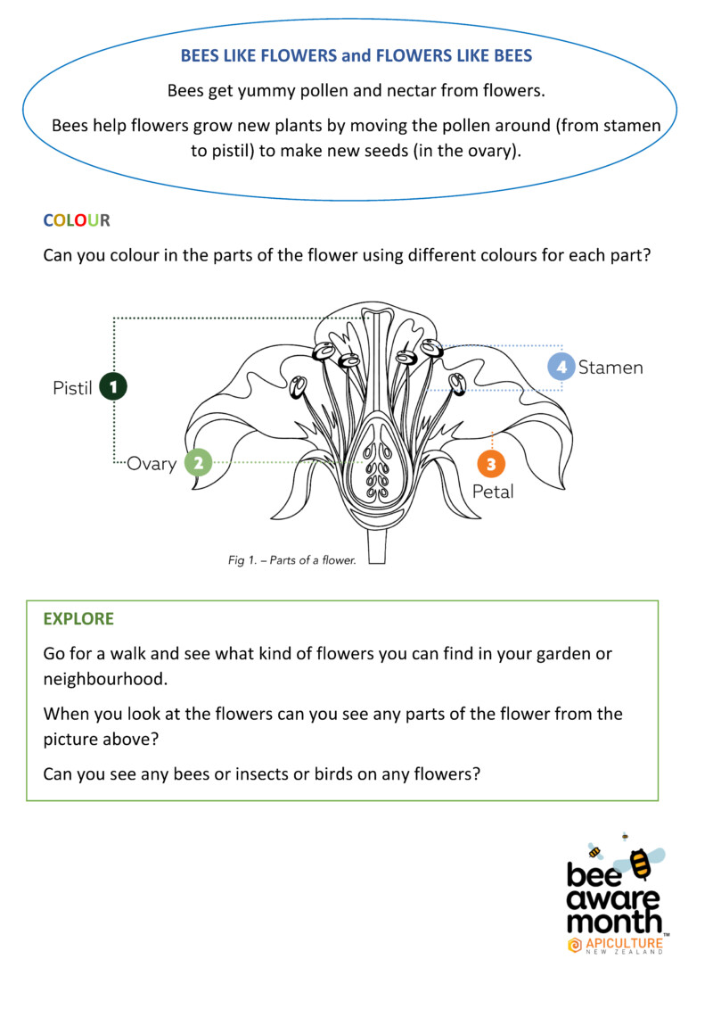 Bee Aware Month Resources – Apiculture New Zealand